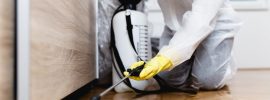 Pest Control Treatment in Your Home